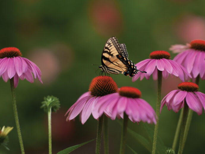 Echinacea For Children