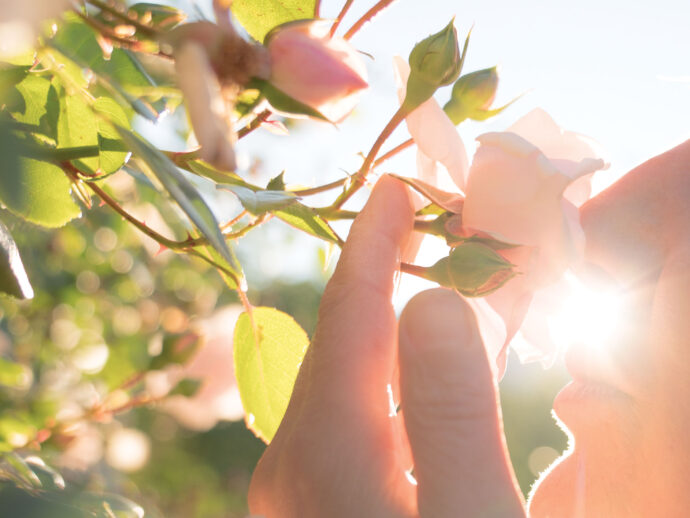 Stop and Smell the Roses