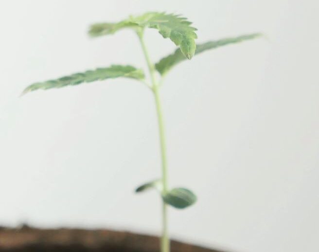 Seniors Turn to Medical Cannabis