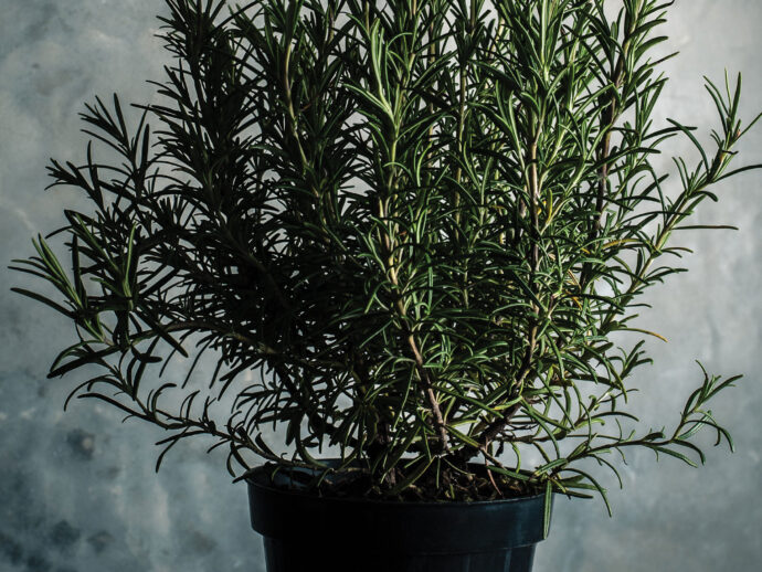 How Does Your Herb Garden Grow?