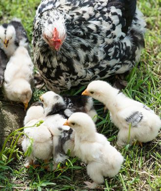 chicken-age-matters-329