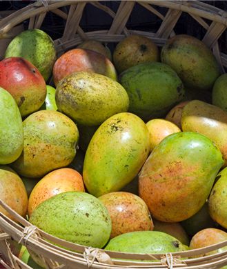 african-mango-rotator_0.jpg