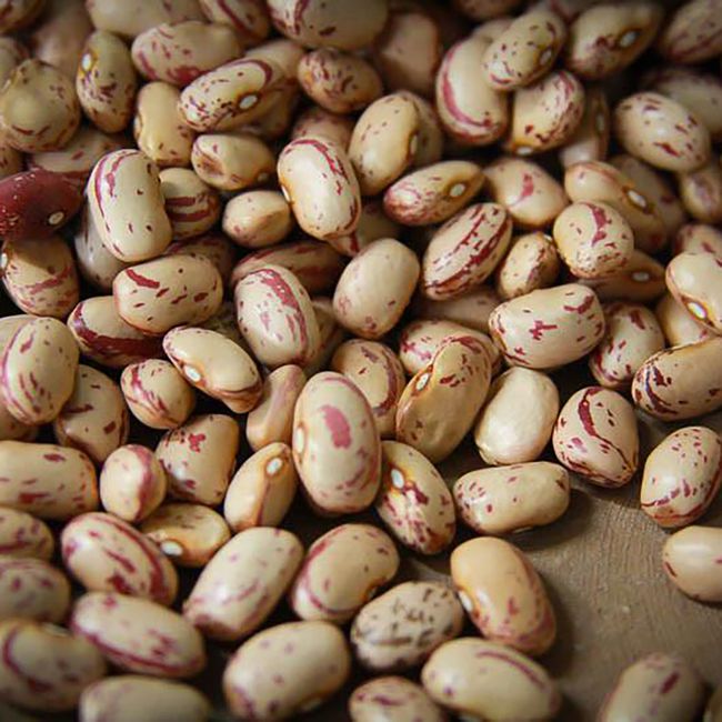 Rancho Gordo Cranberry Bean