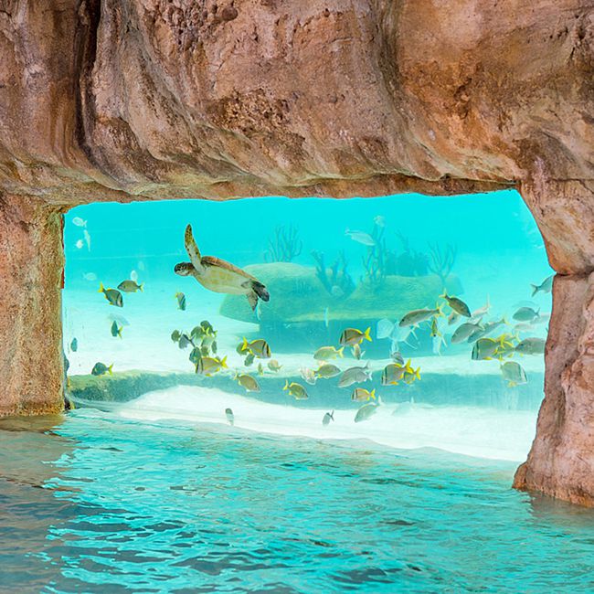 Pool Snorkle In the Bahamas