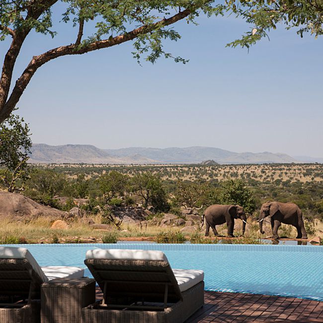 Make Friends with Elephants In Tanzania