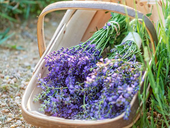 michigan-lavender-inline.jpg