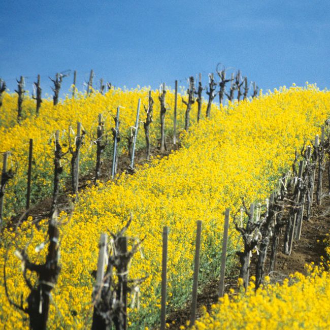 Mendocino's Anderson Valley, CA